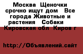 Москва! Щеночки срочно ищут дом - Все города Животные и растения » Собаки   . Кировская обл.,Киров г.